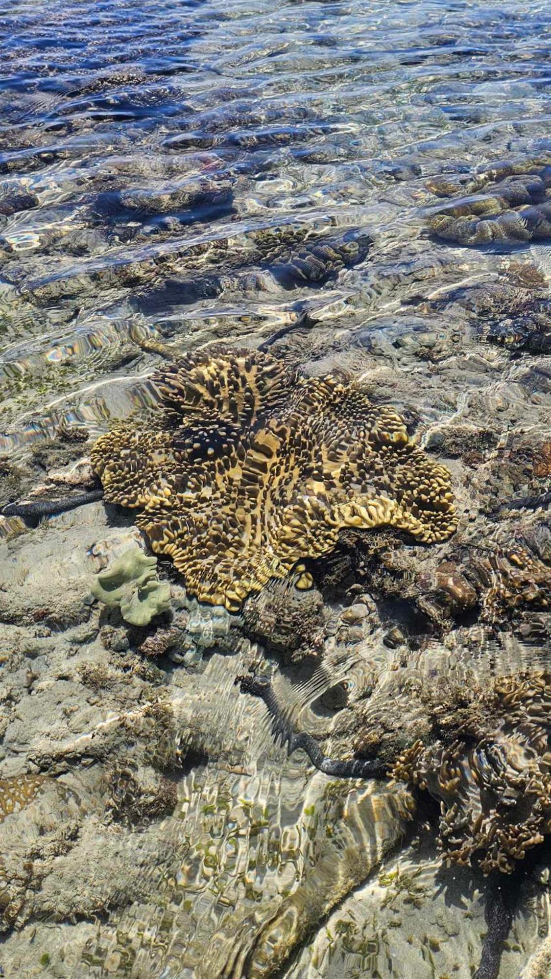 Eagles Nest Beach Resort Davao Luaran gambar